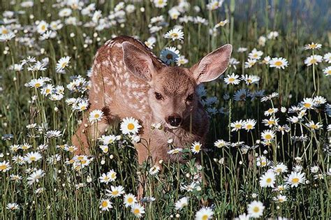 Wildlife Viewing in BC – British Columbia Travel and Adventure Vacations