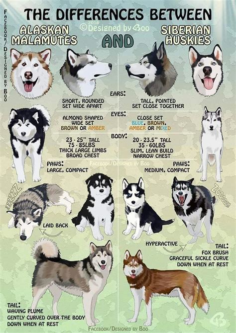 Husky vs Malamute: A Comparison of Two Majestic Dog Breeds