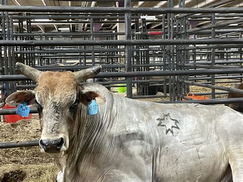 Meet Ridin' Solo, who tosses bull riders in PBR World Finals in Fort Worth | Fort Worth Report