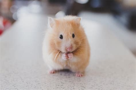 10 Things to Think About Before Getting a Hamster | PETA Kids