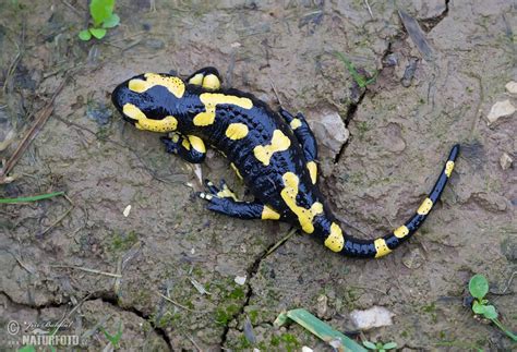 Fire Salamander Photos, Fire Salamander Images, Nature Wildlife ...