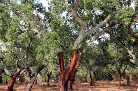 Cinnamon Tree - A Beautiful Addition to Your Garden