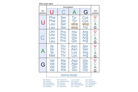 Mrna Codon Chart - Frikilo Quesea