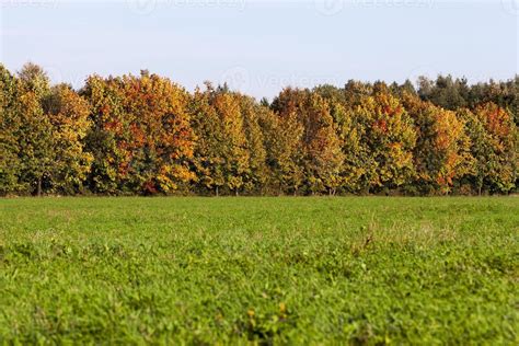 Autumn Trees, forest 9409465 Stock Photo at Vecteezy