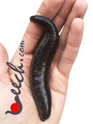 Giant Dracula Pet Leech – Leech.com