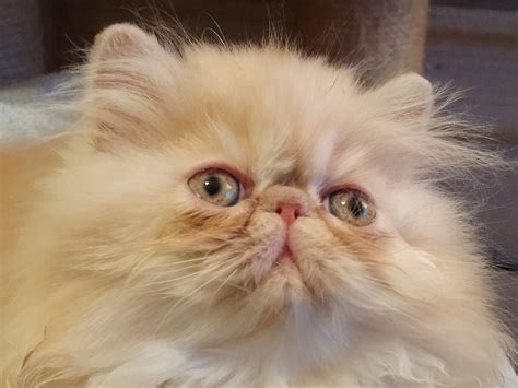 Persian Cats For Sale | Williamsport, PA #284535 | Petzlover