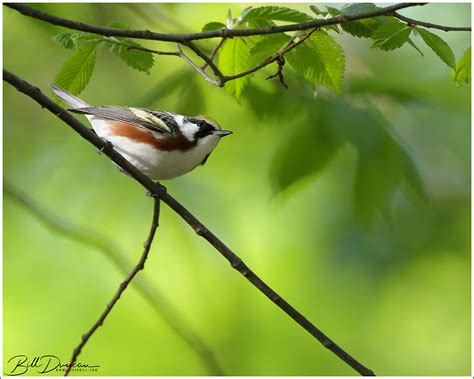 Chestnut-sided Warbler – A Thousand Acres of Silphiums