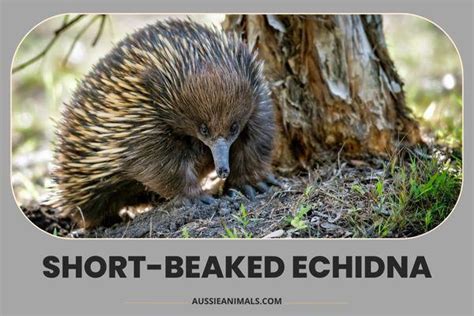 The Echidna: A Spiky, Egg-Laying Monotreme Like No Other | Aussie Animals