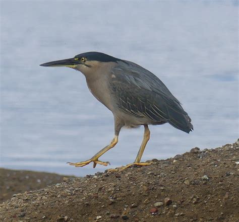 Striated Heron - The Australian Museum