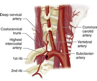 Arterial Anatomy of the Upper Extremities | Radiology Key