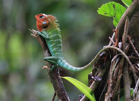 Green Garden Lizard | Green Garden Lizard (Calotes calotes) … | Flickr