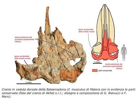 Scientists Unearth Largest Fossilized Whale Skeleton Ever Found ...