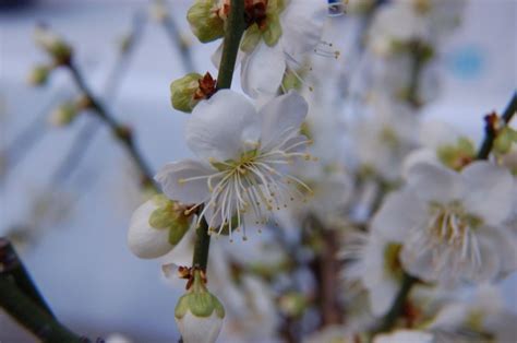 10 Best Places to View Plum Blossom in Japan | Kyuhoshi