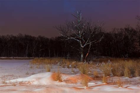 Premium Photo | Winter night snow trees still covered with