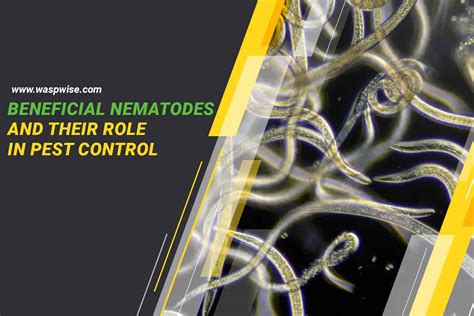 Beneficial nematodes and their role in pest control