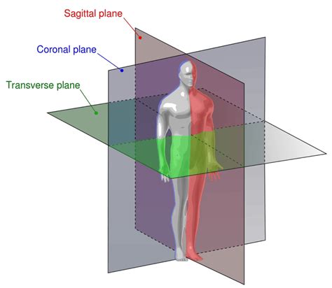 Anatomical Directional Terms and Body Planes