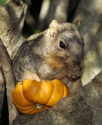 Squirrel eating pumpkin | There were some tiny pumpkins set … | Flickr