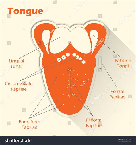 Anatomy Of The Human Tongue Stock Vector Illustration Of Drawing ...