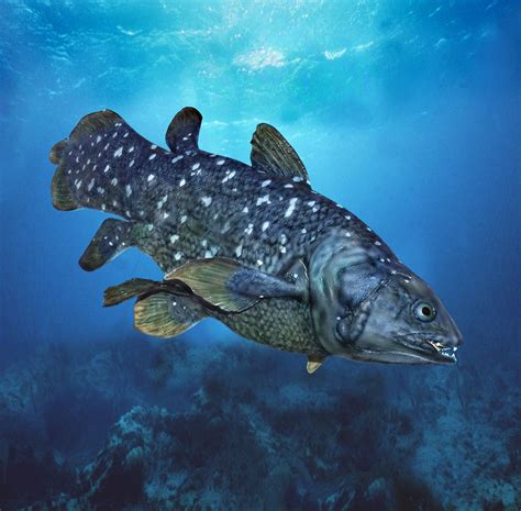 African coelacanth | fish | Britannica