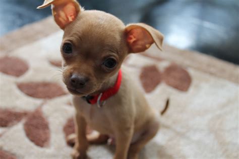 Chihuahua Min Pin Mix Puppy - Pets Lovers