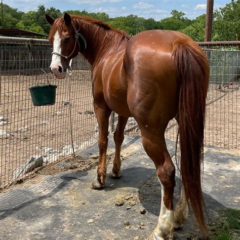 "Kansas" - Sorrel Quarter Horse Gelding For Sale in Weatherford, Texas | LivestockMarket.com