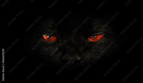 black cat with red evil eyes on black background. Horror atmospheres ...