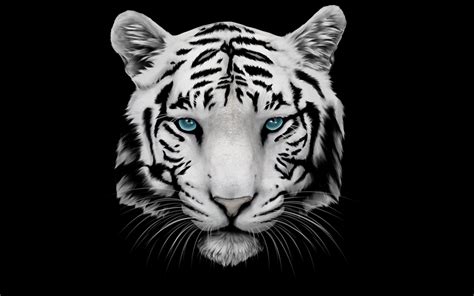 4k Tiger Wallpapers - Wallpaper Cave