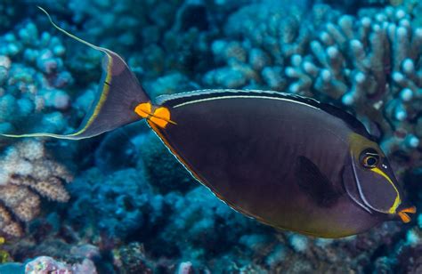 Nason à éperon orange du pacifique • Naso lituratus • Fiche poissons