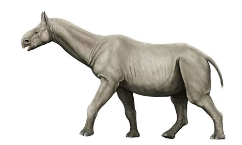 Paraceratherium vs. Apatosaurus | Animalia Enthusiasts