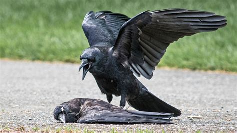 Why Are Some Crows Committing Acts of Necrophilia? - The New York Times