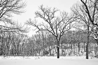 Winter Solstice | Ames, Iowa River Valley Park after the mos… | Flickr