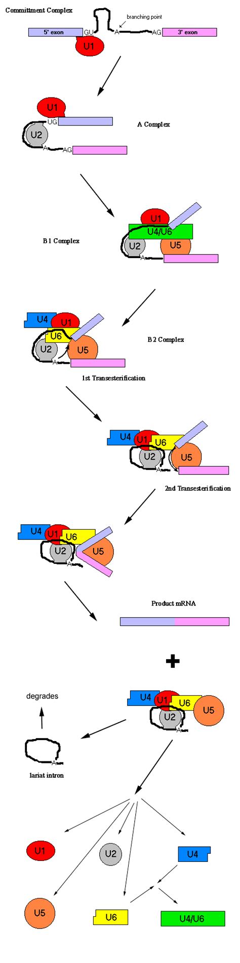 Spliceosomal Mechanism