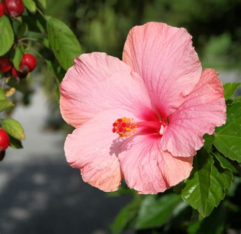 Free Images : nature, flower, petal, flora, shrub, malvales, pink flowers, flowering plant ...