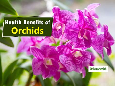 Orchid Flower In Hindi Wikipedia | Best Flower Site