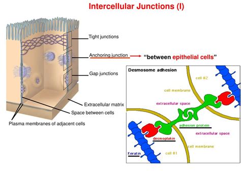 Intercellular Space คือ อะไร - ความรู้และความเข้าใจ