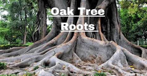 How Deep Are Oak Tree Roots: Unveiling Nature's Anchors? - treescangrow