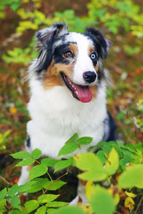 14 Beautiful Dogs With Different-Colored Eyes | Beautiful dogs, Different colored eyes, Dogs