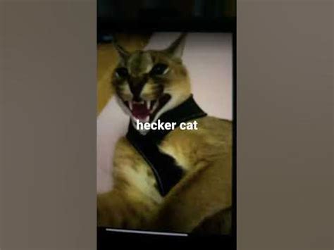 hecker cat first - YouTube