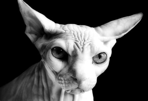 Cat 23 Photograph by Ingrid Smith-Johnsen - Fine Art America