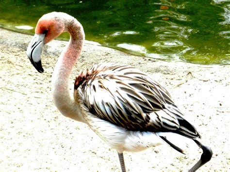 6 month old Flamingo, they are born brown and white and as they grow they become white then pink ...