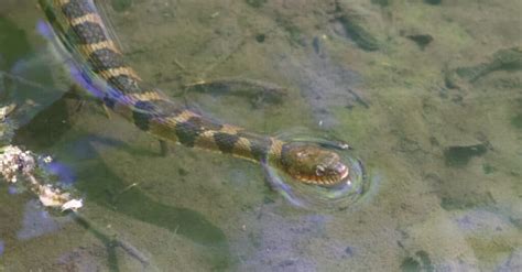 Are Water Snakes Venomous or Dangerous? - A-Z Animals