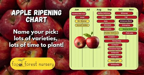 Apple Picking Season - Comprehensive Apple Ripening Chart