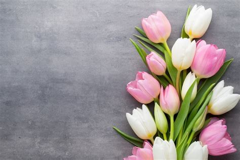 Premium Photo | Tulips, white and pink on gray