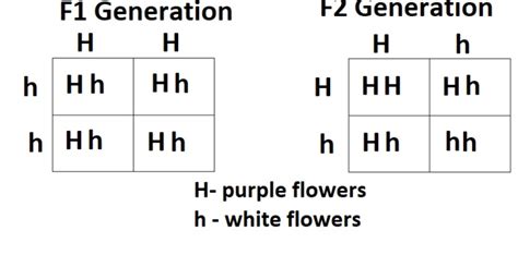 Complete parts A and B using the Punnett square | Chegg.com