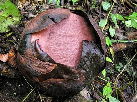 Kenali Rafflesia - Fakta Bunga Borneo yang Perlu Anda Tahu