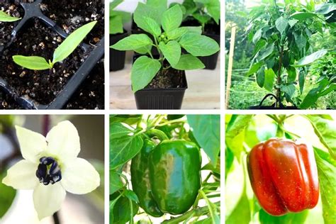 PepperGeek.com - Gardening - How To Grow The Best Peppers