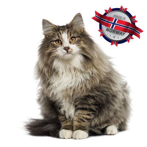 The Cuddlywumps Cat Chronicles: Norwegian Forest Cat: The Official Cat of Norway