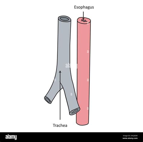 Trachea Esophagus Anatomy