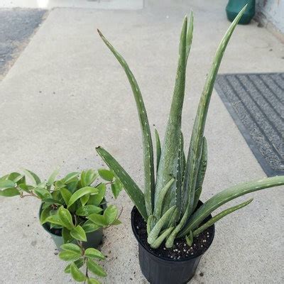 Aloe Vera Indoor/outdoor Air Purifier Live Plant, 6 Pot, Natural ...