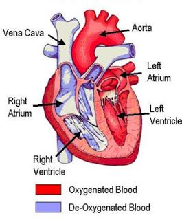 Class 7 Simple Diagram Of Human Heart With Labels - Human Anatomy